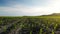 Rows of green corn shoots in summer at dawn. Aerial shot of corn field. The green corn sprouts, technology of growing