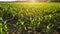 Rows of green corn shoots in summer at dawn. Aerial shot of corn field. The green corn sprouts, technology of growing