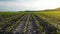 Rows of green corn shoots in summer at dawn. Aerial shot of corn field. The green corn sprouts, technology of growing