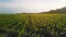 Rows of green corn shoots in summer at dawn. Aerial shot of corn field. The green corn sprouts, technology of growing