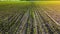 Rows of green corn shoots in summer at dawn. Aerial shot of corn field. The green corn sprouts, technology of growing