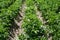 Rows of green field of flowering potatoes in summer on a sunny day. Agriculture