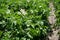 Rows of green field of flowering potatoes in summer on a sunny day. Agriculture