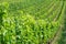 Rows of green grapevines on sloping ground in Lavaux vineyards Switzerland