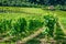 Rows of green grapevines during summer in Aigle Switzerland