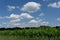 Rows of green grapevines in a vineyard under a blue sky with white cumulus clouds