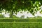 Rows of green hedges through hanging leaves