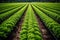 rows of green lettuce in a greenhouse, cultivation eco food generative ai