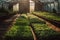 rows of green lettuce in a greenhouse, cultivation eco food generative ai