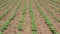 Rows of green and organic potatoes and bean growing on irrigated field. Potato bushes in spring on a farm. Vegetables growing in t