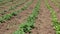 Rows of green and organic potatoes growing on a field. Potato bushes ready for harvest in late summer on a farm. Vegetables growin