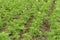 Rows of green potato tops