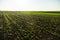 Rows of green soybean plant on the fertile agiculture field in summer. Young soy bean plant against the sun.