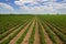 Rows of green soybeans against the blue sky. Soybean fields rows.