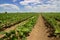 Rows of green soybeans against the blue sky. Soybean fields rows.