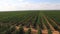 Rows Of Green Standard Apple Trees In Large Garden