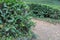 rows of green tea bushes in a mountain plantation autumn view