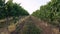 Rows of green vines moved by the wind in the beautiful Chianti region of Tuscany, Italy. Summer season