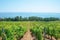 Rows of green vineyards on the slope above the Neuchatel Lake in Switzerland. Photographed on a sunny summer day. Swiss wine