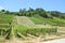 Rows of green vineyards on the slope close to Neuchatel Lake in Switzerland. Photographed on a sunny summer day. Swiss wine region