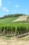 Rows of green vineyards on the slope close to Neuchatel Lake in Switzerland. Photographed on a sunny summer day. Swiss wine region