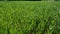 Rows of green wheat sprouts on field. Green young wheat sprouts sway in the wind on the field.