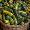 rows of green and yellow zucchini arranged neatly in a large bushel basket