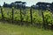 Rows of green young grapevines in Chianti region near Greve in Chianti, Tuscany. Italy