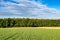 Rows of growing maize plants leading to the wood