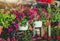 Rows Of Hanging Flower Planters In Greenhouse