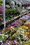 Rows of hanging plants over flats of colorful Pansies