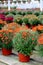 Rows of hardy mums and aster plants arranged on tables and in hanging pots at garden center