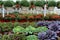 Rows of hardy mums, aster plants, and ornamental cabbages on wood shelves at local market