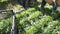 Rows of harvest of arugula in garden outdoor, hands of gardener