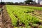 Rows of harvest of lettuce on the farm field