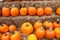 Rows of Harvest Pumpkins