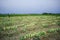 Rows of harvested kohlrabi vegetables