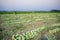 Rows of harvested kohlrabi vegetables