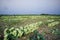 Rows of harvested kohlrabi vegetables