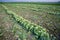 Rows of harvested kohlrabi vegetables