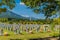 Rows of headstones at National cemetery