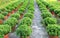 Rows of healthy potted plants at the local nursery