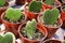 Rows of heart hoya plants in tiny pots