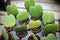 Rows of heart hoya plants in tiny pots