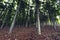 Rows of high trees in a plantation growing brown leaves