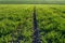 Rows of hills plantations of cereal sprouts in the field of agriculture