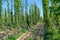 The rows of hop plants on a supported string