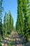 The rows of hop plants on a supported string.