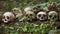 Rows of human skulls in Trunyan Cemetery, shown fom right to left