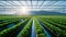 Rows of hydroponic lettuce growing in a greenhouse with sunlight shining through the roof